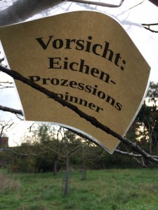 Vorsicht vor dem Eichenprozessionsspinner